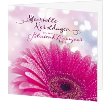 Kerstkaart met roze gerbera en dauwdruppels